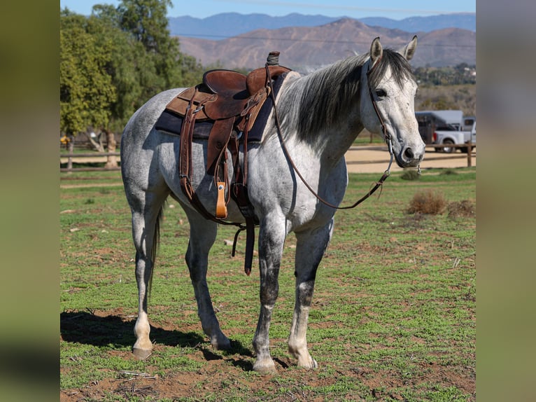 Quarter horse américain Hongre 8 Ans 155 cm Gris in Norco