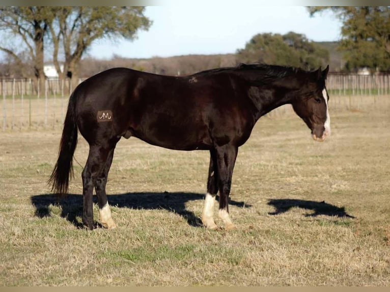 Quarter horse américain Hongre 8 Ans 155 cm Noir in Lipan TX