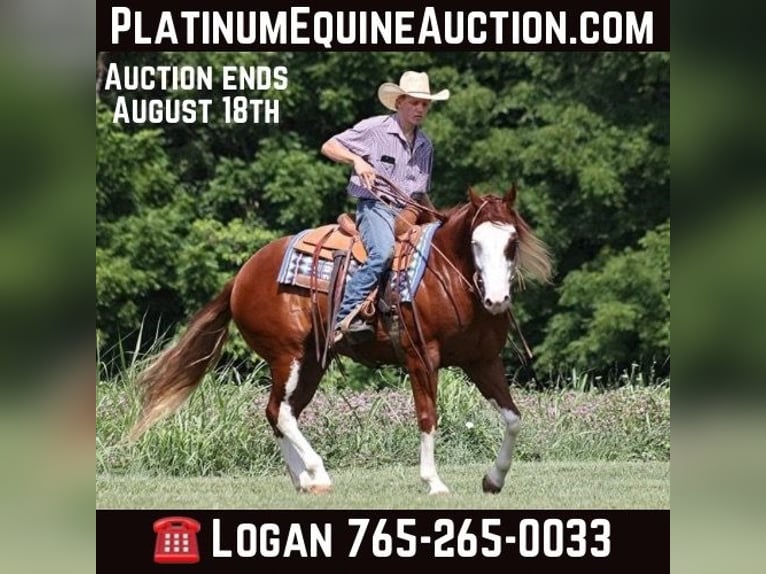 Quarter horse américain Hongre 8 Ans 155 cm Overo-toutes couleurs in Level Green Ky