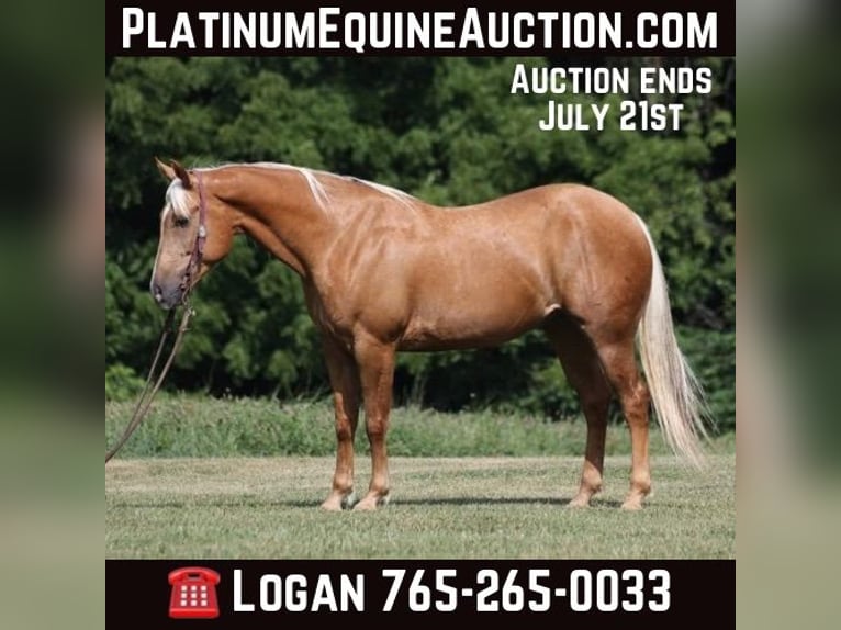 Quarter horse américain Hongre 8 Ans 155 cm Palomino in Level Green Ky