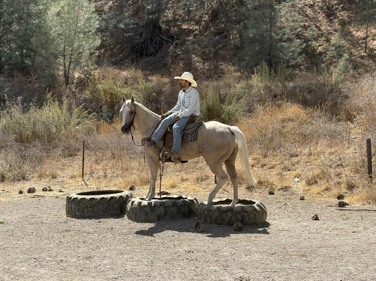 Quarter horse américain Hongre 8 Ans 155 cm Palomino in Paicines CA