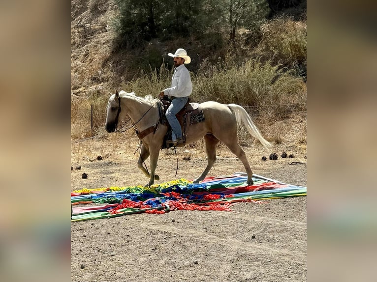 Quarter horse américain Hongre 8 Ans 155 cm Palomino in Paicines CA