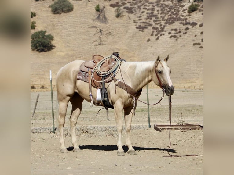 Quarter horse américain Hongre 8 Ans 155 cm Palomino in Paicines CA