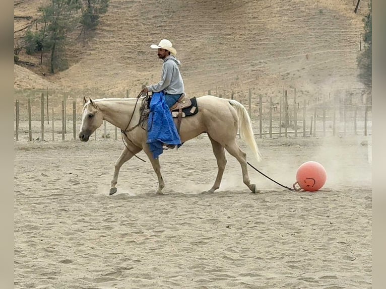 Quarter horse américain Hongre 8 Ans 155 cm Palomino in Paicines CA