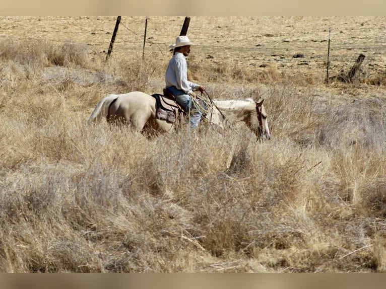 Quarter horse américain Hongre 8 Ans 155 cm Palomino in Paicines CA