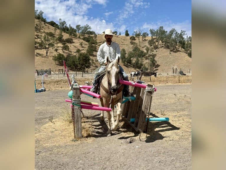 Quarter horse américain Hongre 8 Ans 155 cm Palomino in Paicines CA