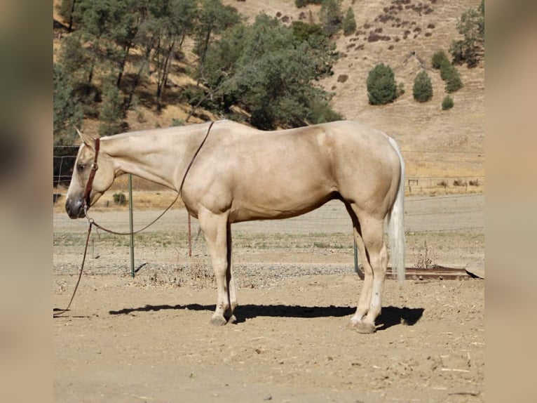 Quarter horse américain Hongre 8 Ans 155 cm Palomino in Paicines CA