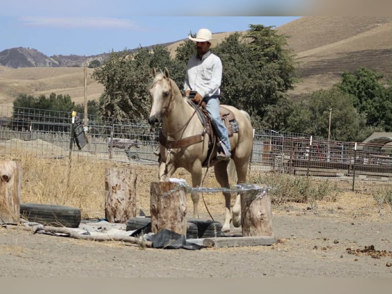 Quarter horse américain Hongre 8 Ans 155 cm Palomino in Paicines CA