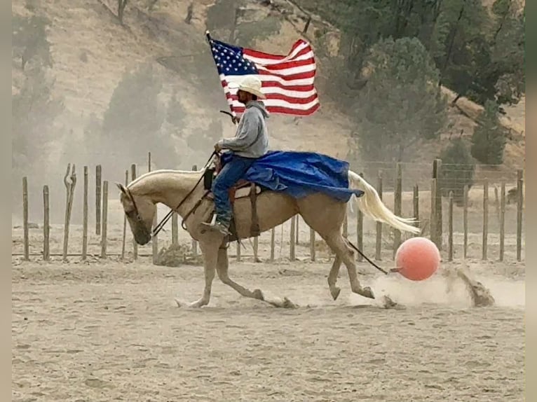 Quarter horse américain Hongre 8 Ans 155 cm Palomino in Paicines CA