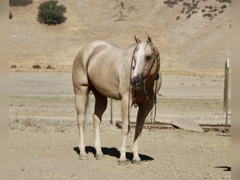 Quarter horse américain Hongre 8 Ans 155 cm Palomino in Paicines CA