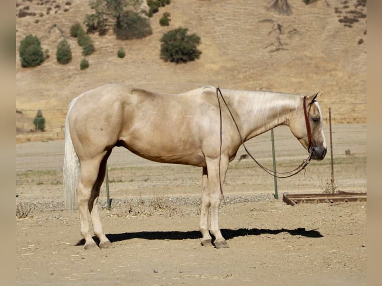 Quarter horse américain Hongre 8 Ans 155 cm Palomino in Paicines CA