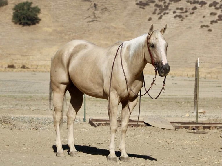 Quarter horse américain Hongre 8 Ans 155 cm Palomino in Paicines CA