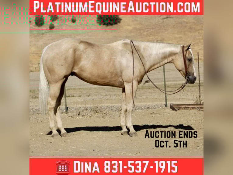 Quarter horse américain Hongre 8 Ans 155 cm Palomino in Paicines CA
