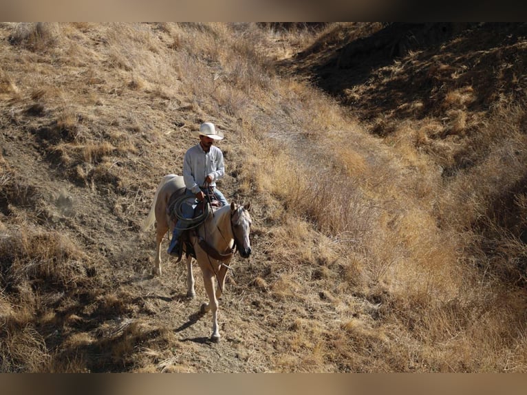 Quarter horse américain Hongre 8 Ans 155 cm Palomino in Paicines CA