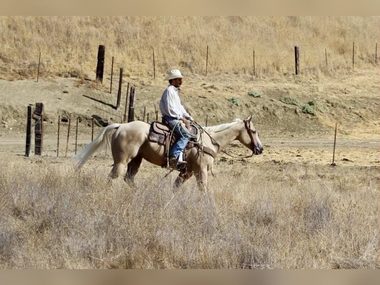 Quarter horse américain Hongre 8 Ans 155 cm Palomino in Paicines CA