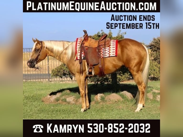 Quarter horse américain Hongre 8 Ans 155 cm Palomino in Pleasant Grove CA