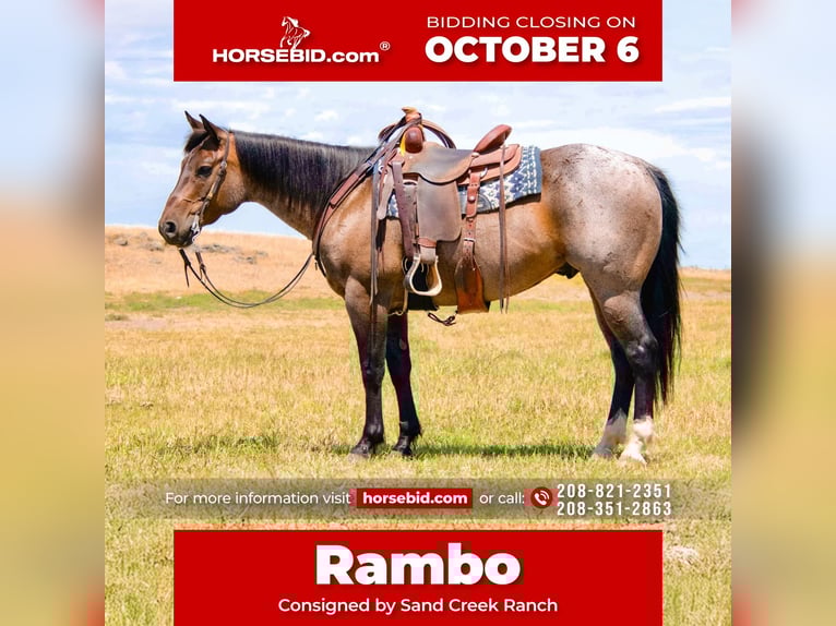 Quarter horse américain Hongre 8 Ans 155 cm Roan-Bay in Saint Anthony, ID