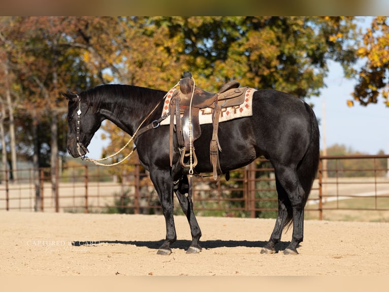 Quarter horse américain Hongre 8 Ans 155 cm Rouan Bleu in Lewistown