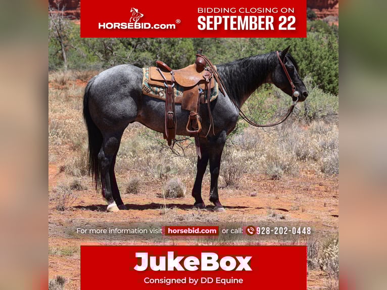Quarter horse américain Hongre 8 Ans 155 cm Rouan Bleu in Camp Verde