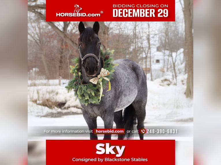 Quarter horse américain Hongre 8 Ans 155 cm Rouan Bleu in Howell