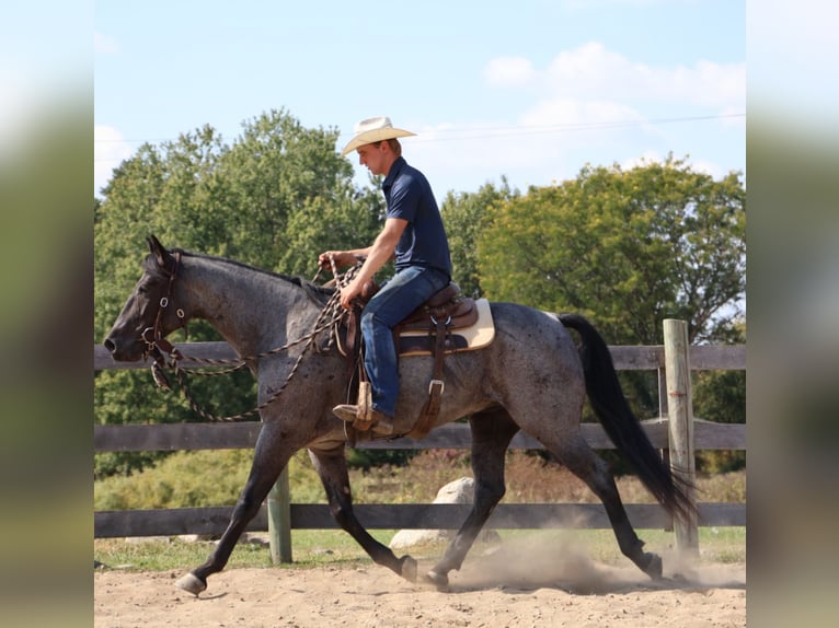 Quarter horse américain Hongre 8 Ans 155 cm Rouan Bleu in Howell