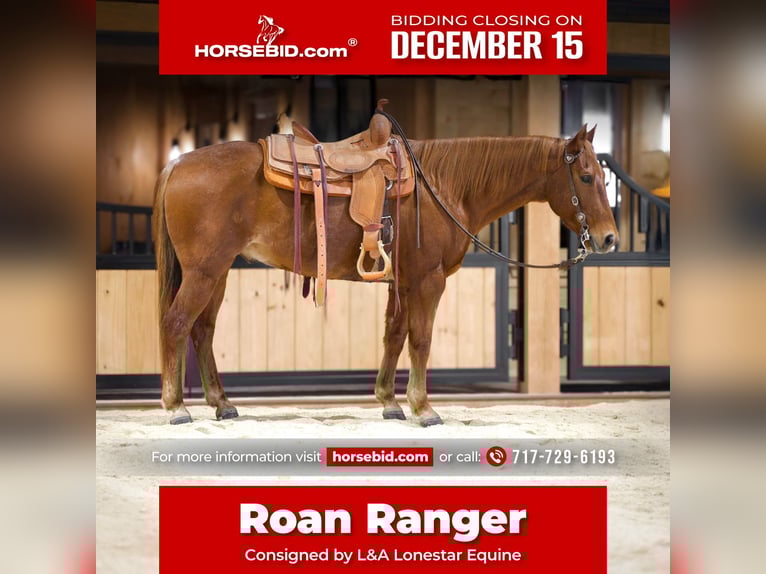 Quarter horse américain Hongre 8 Ans 155 cm Rouan Rouge in Needmore