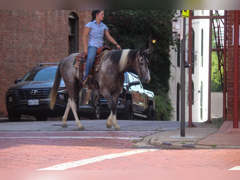 Quarter horse américain Hongre 8 Ans 155 cm Tobiano-toutes couleurs in Rusk TX