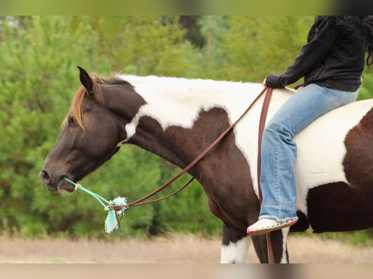 Quarter horse américain Hongre 8 Ans 155 cm Tobiano-toutes couleurs in Canton TX