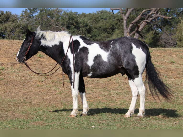 Quarter horse américain Hongre 8 Ans 155 cm Tobiano-toutes couleurs in Cleburne tx