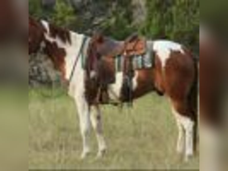 Quarter horse américain Hongre 8 Ans 155 cm Tobiano-toutes couleurs in Lipan TX