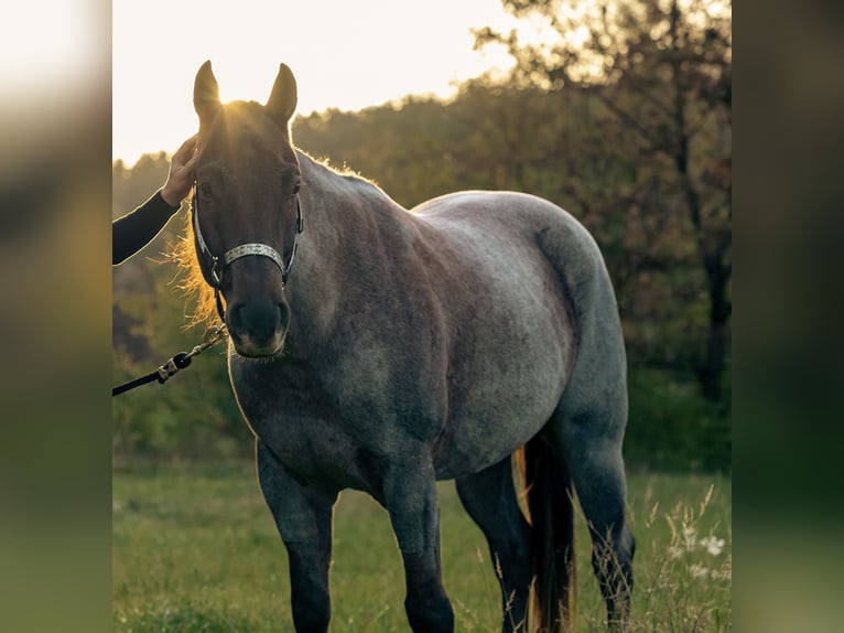Quarter horse américain Hongre 8 Ans 156 cm Rouan Rouge in Ober&#xF6;sterreich