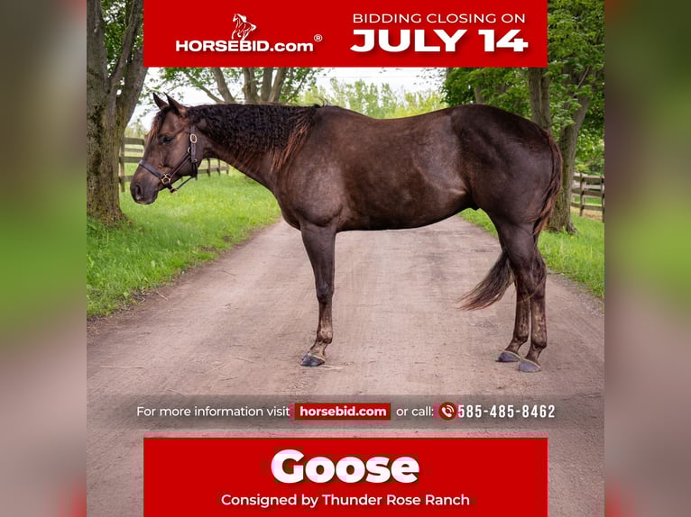 Quarter horse américain Hongre 8 Ans 157 cm Alezan brûlé in Fairport, NY