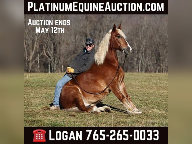 Quarter horse américain Hongre 8 Ans 157 cm Alezan cuivré in Level Green Ky