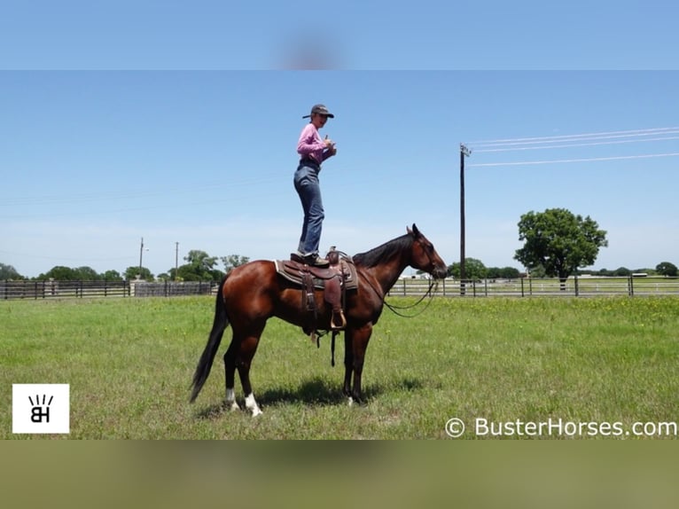 Quarter horse américain Hongre 8 Ans 157 cm Bai cerise in Weatherford TX
