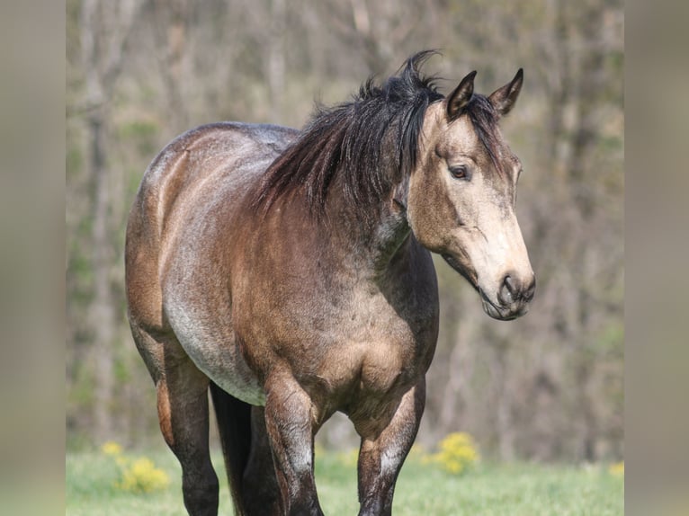 Quarter horse américain Hongre 8 Ans 157 cm Buckskin in Mount Vernon