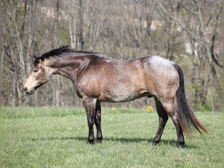 Quarter horse américain Hongre 8 Ans 157 cm Buckskin in Mount Vernon