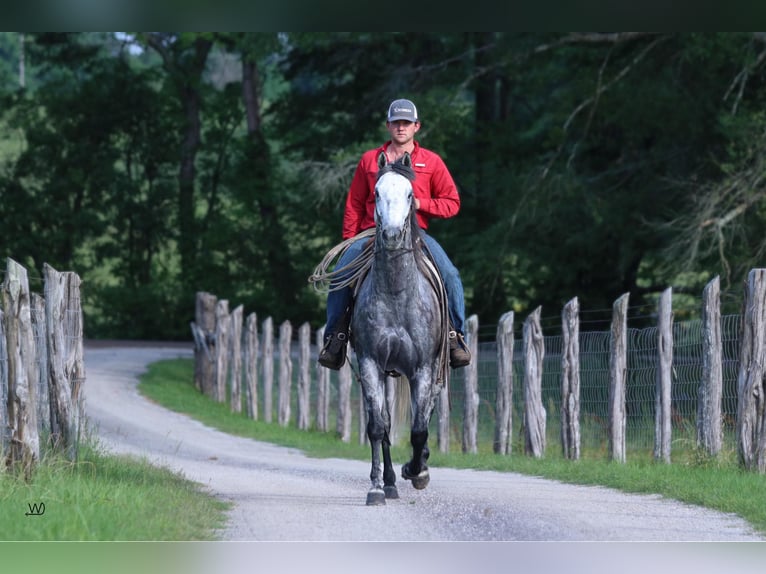 Quarter horse américain Hongre 8 Ans 157 cm Gris pommelé in Carthage TX