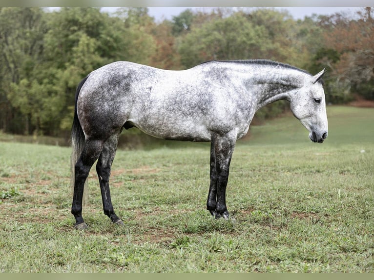 Quarter horse américain Hongre 8 Ans 157 cm Gris in Auburn