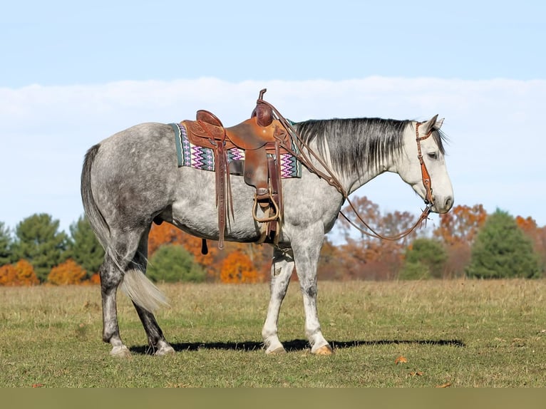 Quarter horse américain Hongre 8 Ans 157 cm Gris in Clarion