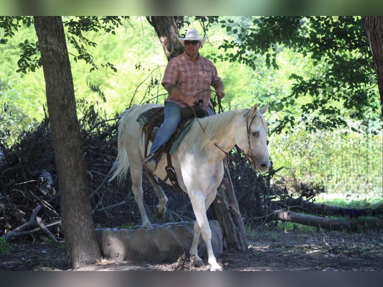 Quarter horse américain Hongre 8 Ans 157 cm Gris in Charleston