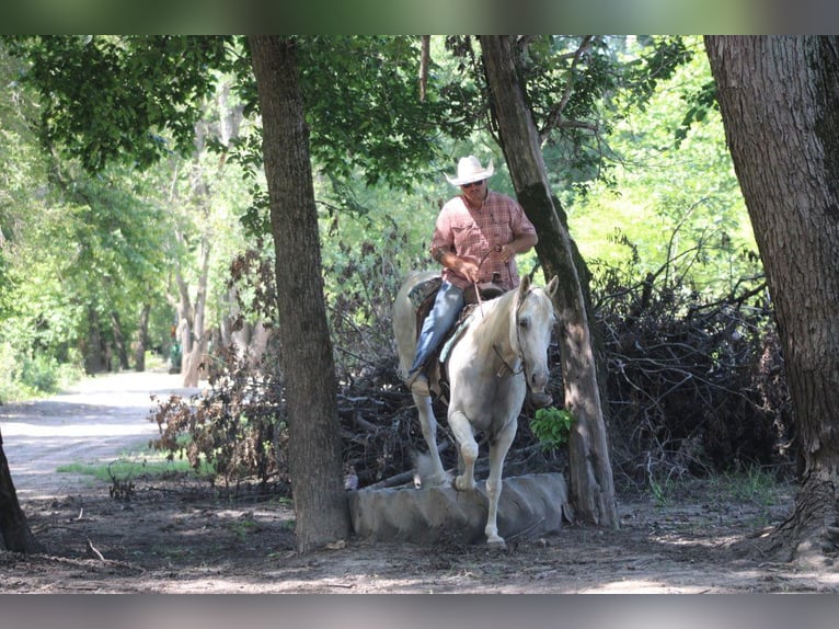 Quarter horse américain Hongre 8 Ans 157 cm Gris in Charleston