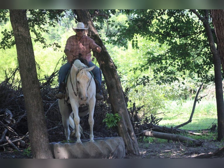 Quarter horse américain Hongre 8 Ans 157 cm Gris in Charleston