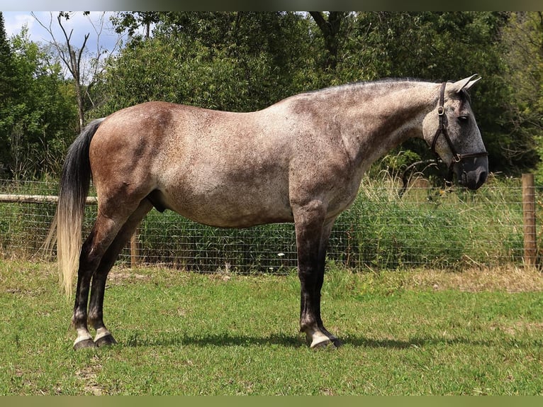 Quarter horse américain Hongre 8 Ans 157 cm Gris in Howell, MI