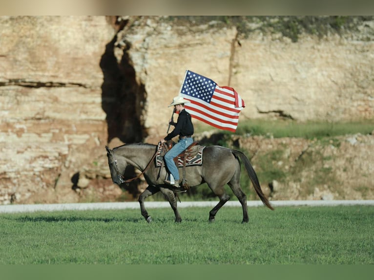 Quarter horse américain Hongre 8 Ans 157 cm Grullo in Mount Vernon