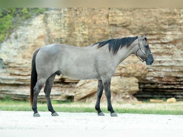 Quarter horse américain Hongre 8 Ans 157 cm Grullo in Mount Vernon