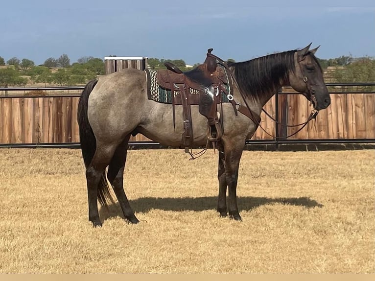 Quarter horse américain Hongre 8 Ans 157 cm Grullo in Graham, TX