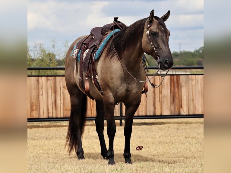 Quarter horse américain Hongre 8 Ans 157 cm Grullo in Graham, TX