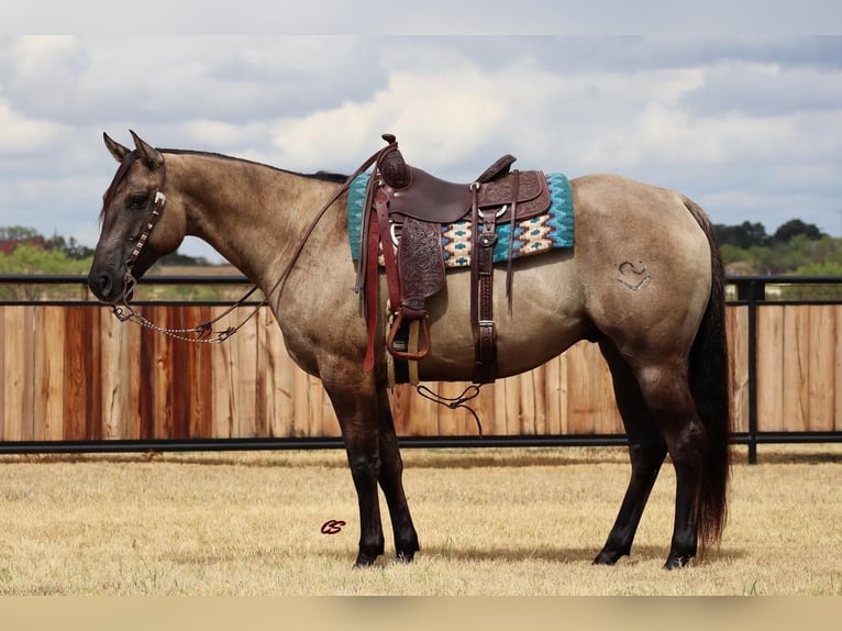 Quarter horse américain Hongre 8 Ans 157 cm Grullo in Graham, TX