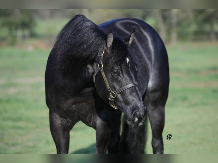 Quarter horse américain Hongre 8 Ans 157 cm Noir in Whitesboro