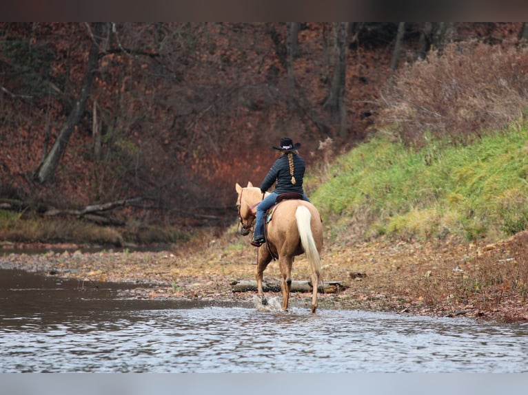 Quarter horse américain Hongre 8 Ans 157 cm Palomino in Clarion